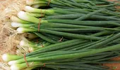 Cum să crești ceapă verde într-un pahar cu apă în bucătăria ta