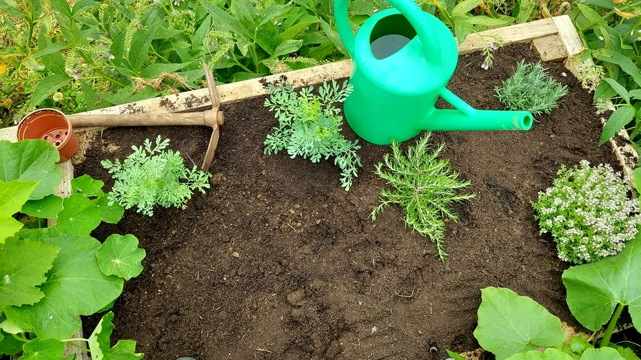 Cum îți protejezi grădina de dăunători cu o singură plantă. E un repelent natural extrem de eficient