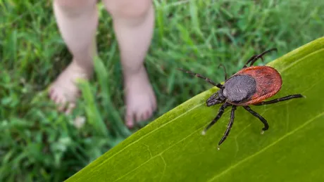 Ce să pui prin curte să nu mai vină căpușele. Trucul care te ajută să le ții departe de animalele de companie