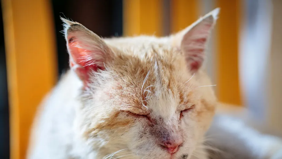 Primul caz de ciumă bubonică, transmis de o pisică. Care este starea pacientului infectat