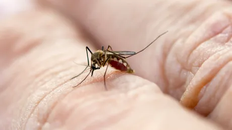 Ești un magnet pentru țânțari? Cu ce SĂPUN să te speli pentru a-i respinge