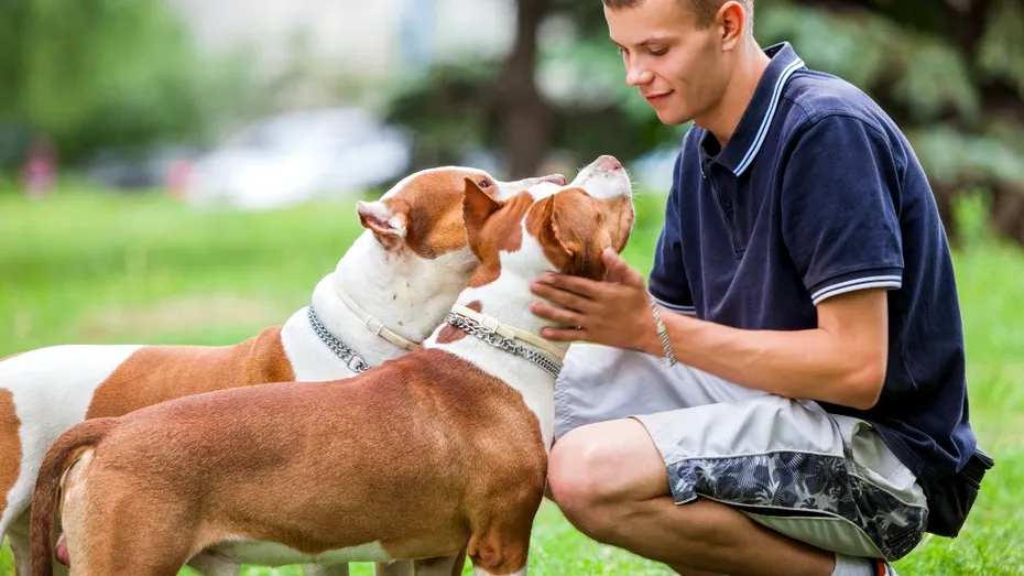 (P) Mâncarea pentru câini în 2026: ce aleg stăpânii responsabili