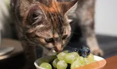 Cele 14 alimente care îți pot omorî pisica în 24 de ore. Nu le hrăniți cu așa ceva!