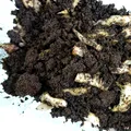 Alimentul pe care îl poți cultiva în baie. N-are nevoie de lumină și îl poți vedea cum crește în timp ce te speli pe cap