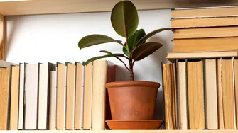 De ce se îngălbenesc frunzele ficusului? Cauze și soluții rapide