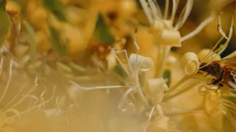 Mâna Maicii Domnului – planta cu puteri tămăduitoare. Beneficii inedite ale caprifoiului