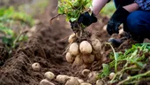 Ce să pui în groapa cartofilor când îi plantezi primăvara! Secretul unei culturi bogate și sănătoase