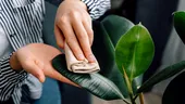 Cu ce să ștergi frunzele plantelor ca să lucească natural, fără ulei