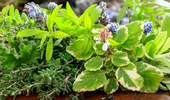 Plantele aromatice care au uimit cercetătorii! Ce au descoperit despre cimbru și rozmarin în studiile despre cancer