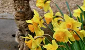 Sunt frumoase, dar pot fi letale! Florile toxice pe care mulți români le au în grădină, fără să știe la ce pericole se expun