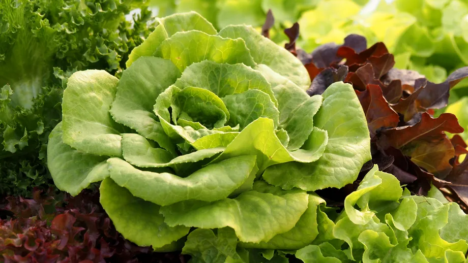 Trucul bunicilor pentru o salată verde sănătoasă: ce să pui la rădăcină ca să nu se îngălbenească frunzele