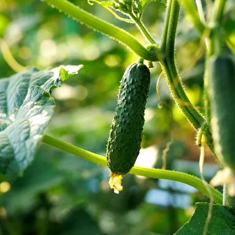 Când se plantează castraveții și cum îți asiguri o cultură sănătoasă