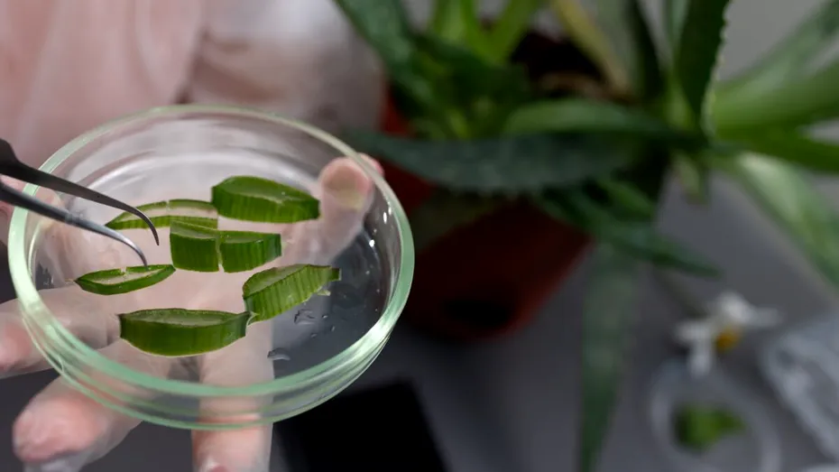 Un compus din frunzele de Aloe vera ar putea fi o pistă pentru tratamentul Alzheimer