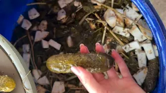 Cât timp rezistă castraveții murați. După ce perioadă trebuie aruncați