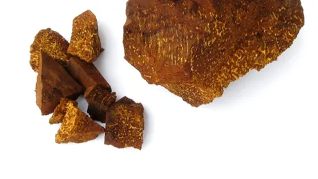 Chaga (Inonotus obliquus)