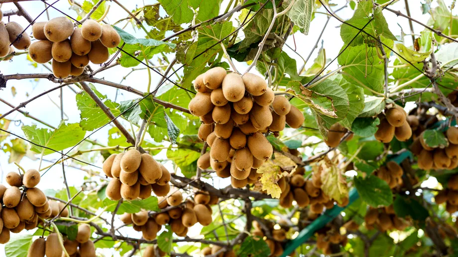 Fructul care îți face bine la stomac și îți întărește rapid imunitatea