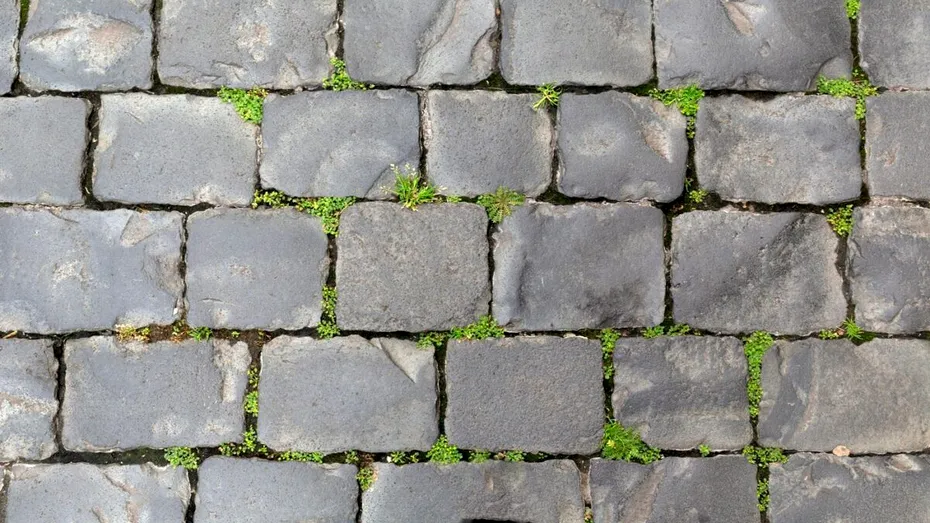 Soluție naturală pentru buruienile din curte: cu oțet, sare și un ingredient secret! Rezultatele apar în câteva ore
