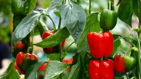 Bicarbonatul de sodiu controlează făinarea la legume? Află cum și când să-l folosești