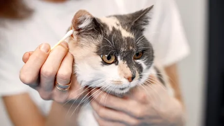 De ce miros urât urechile pisicii. De la râie la otită sau tumori - metode de tratament