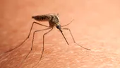 De ce înţeapă ţânţarii?
