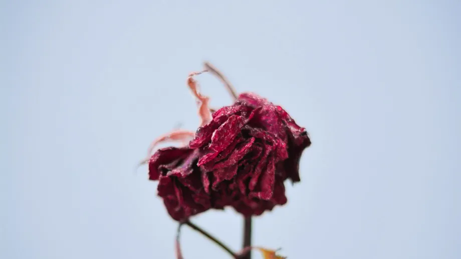 Există viață după doliu?