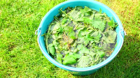 Plante care fac bine la reumatism. Ce plante „uitate” se foloseau la băi pentru dureri articulare sau osteoartrită