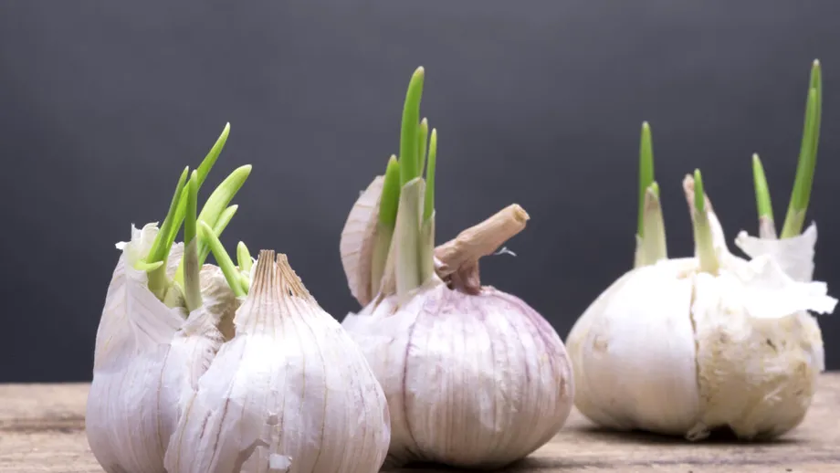 Poți mânca usturoiul încolțit? Răspunsul specialiștilor te-ar putea surprinde