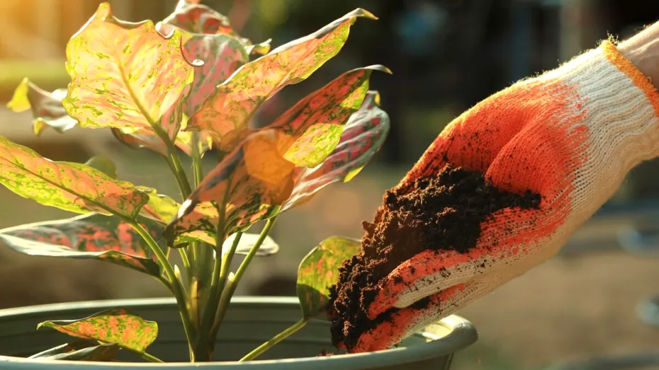 Plante care adoră zațul de cafea! Dă-i grădinii tale boost-ul de care are nevoie