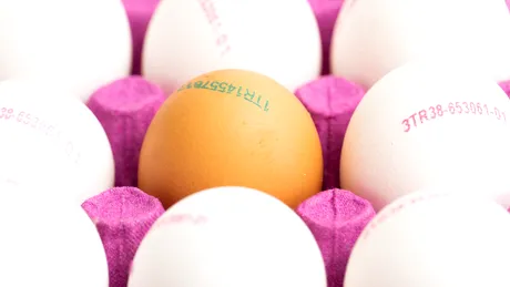 Ouă albe sau maro: care sunt mai bune și ce înseamnă codul de pe ouă?