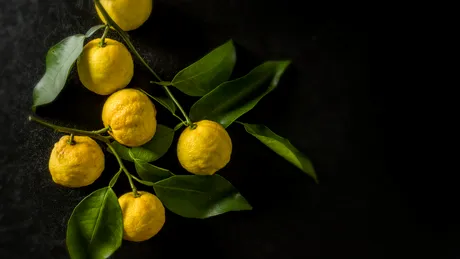 Yuzu, fructul hibrid care ameliorează stresul emoțional negativ