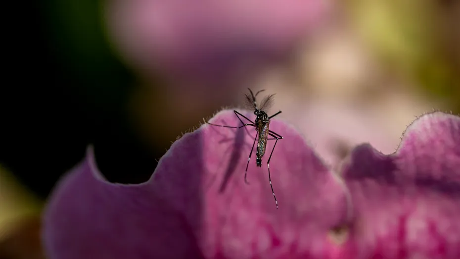 Flori care atrag țânțarii în curte ca un magnet. Ce să nu plantezi dacă nu vrei „musafiri nepoftiți”