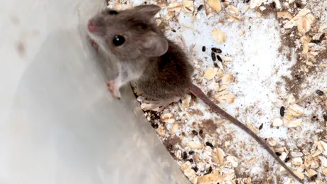 Șoarecii din jurul casei pot răspândi hantavirus? Riscul real ascuns în garaje, magazii și grădini