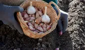 Când este momentul potrivit să plantezi usturoiul toamna? Pașii pe care trebuie să-i urmezi