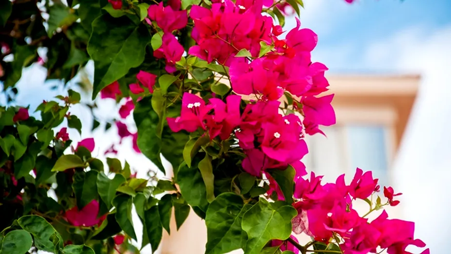 Floarea care ar putea preveni cancerul. Te scapă rapid și de problemele gastrointestinale