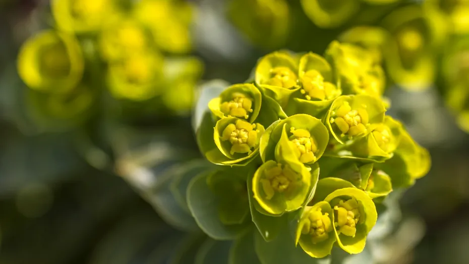 Euphorbia, planta spectaculoasă care îți transformă grădina. Cum o îngrijești și ce trebuie să știi despre „coronița lui Hristos”
