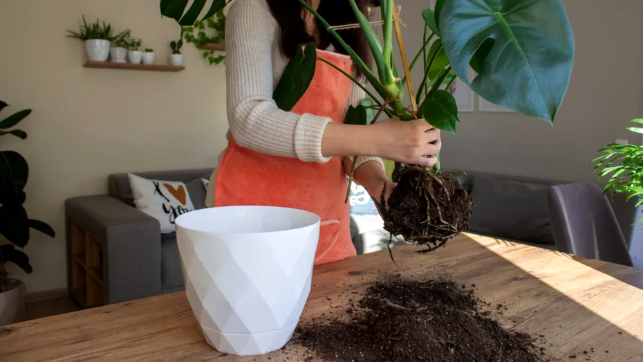 Cum îți dai seama că planta are nevoie de un ghiveci mai mare. Semnele pe care nu ar trebui să le ignori