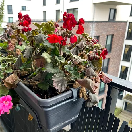 Cum să-ți păstrezi mușcatele frumoase și sănătoase chiar și iarna