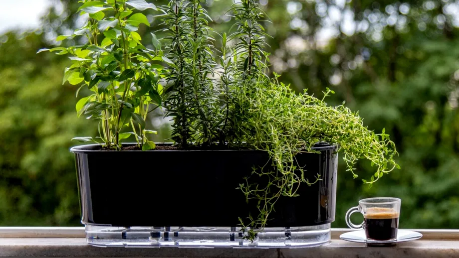 Cultivarea busuiocului în ghiveci. Cum să îl tai corect pentru a obține o plantă mai productivă