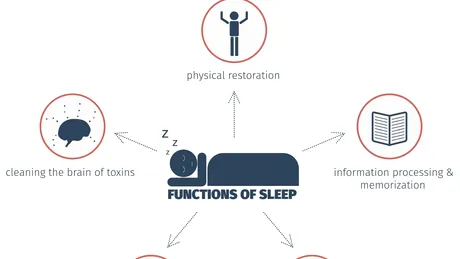 Cum se elimină “deşeurile” din creierul nostru în timpul somnului
