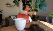 Cum îți dai seama că planta are nevoie de un ghiveci mai mare. Semnele pe care nu ar trebui să le ignori