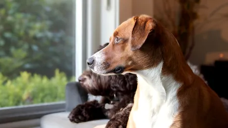 Semne că ai un câine care suferă de anxietate de separare. La ce să fii atent când te întorci acasă