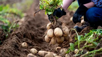 Ce să pui în groapa cartofilor când îi plantezi primăvara! Secretul unei culturi bogate și sănătoase