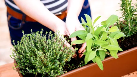 Două ierburi folosite la gătit care scad riscul de Alzheimer. Shakespeare a spus că „e pentru aducere-aminte”