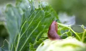 Leguma românească vândută sub costul de producție. Fermierii ajung să o ofere gratuit sau să o arunce din lipsă de cerere