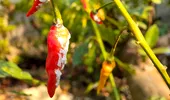 Cum scapi de păduchii lânoși ai plantelor fără substanțe chimice. 6 soluții naturale pe care le poți aplica acasă