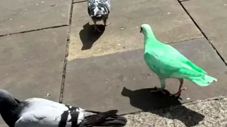 Un porumbel verde a fost fotografiat într-un oraș din Anglia. Ce este, de fapt, pasărea neobișnuită