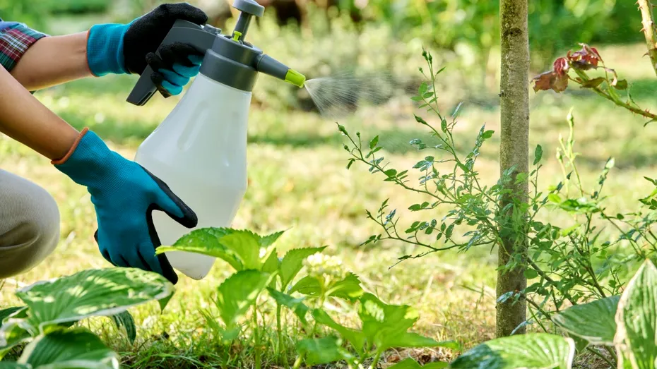 Metoda naturală care ține la distanță șobolanii! Ai nevoie doar de un ingredient banal!