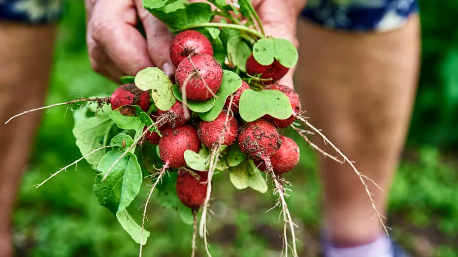 7 alimente de primăvară care ne aduc la viață organismul secătuit de energie
