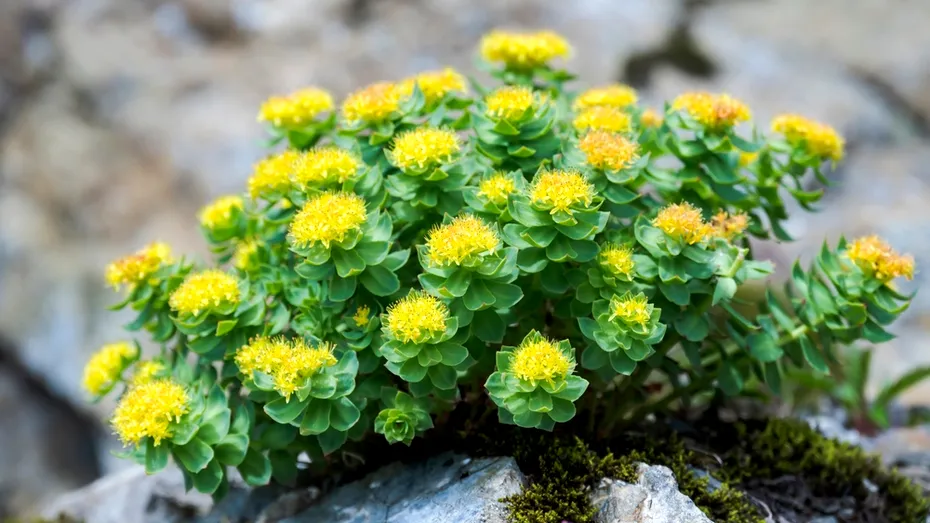 Remediul NATURAL care te relaxează seara și îți redă energia dimineața