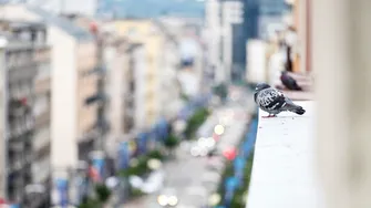 Cum să ții porumbeii departe de casa ta. Soluții simple și eficiente